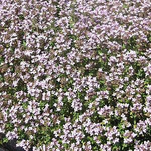 Foto van de desbetreffende plant